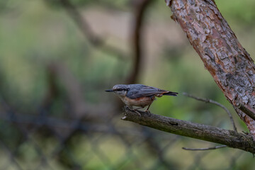 Alert Eurasian Nuthatch in Profile on a Weathered Branch