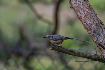 Alert Eurasian Nuthatch in Profile on a Weathered Branch