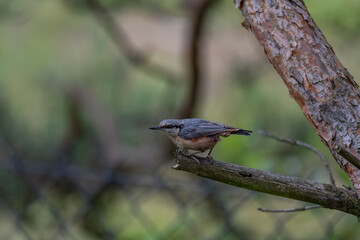Alert Eurasian Nuthatch in Profile on a Weathered Branch