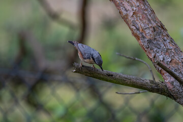 Alert Eurasian Nuthatch in Profile on a Weathered Branch