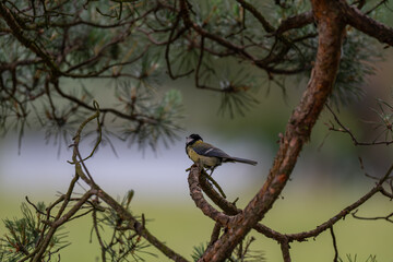 Vibrant Great Tit Perched in a Scots Pine