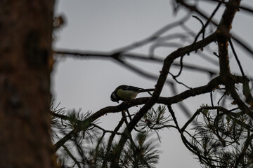 Great Tit Silhouette on a Pine Branch at Dusk