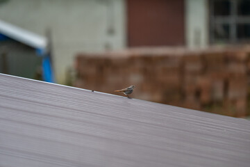 Urban Wildlife: Black Redstart on a Metal Rooftop