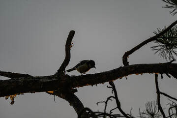 Great Tit Silhouette on a Pine Branch at Dusk