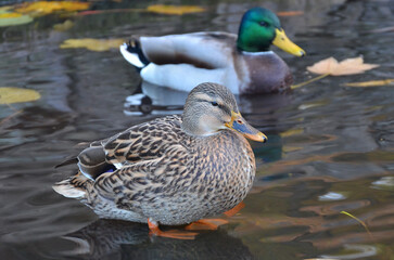 Two ducks mallard female and male swim in the water of the autumn pond. Wild duck mallard in autumn, fauna, nature, wildlife protection. 