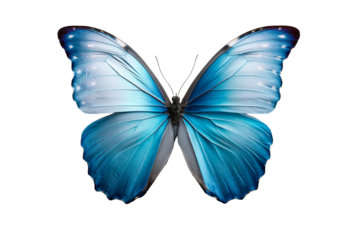 Vibrant blue butterfly with striking wings for display or decoration