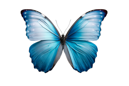 Vibrant blue butterfly with striking wings for display or decoration