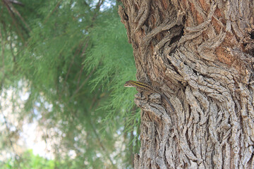 Lizard resting on textured tree trunk. Wildlife in natural habitat