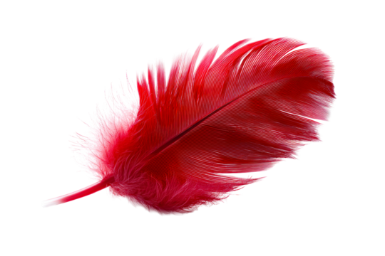 Bright red feather floating gracefully with a transparent background
