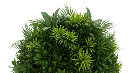 Lush green plant foliage background for nature lovers and botanical enthusiasts stock photo and image on transparent background