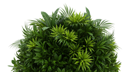 Lush green plant foliage background for nature lovers and botanical enthusiasts stock photo and image on transparent background