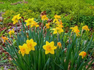 Daffodils Blooming In The City Garden In Spring In Wisconsin