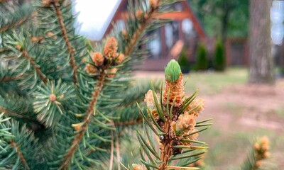Young spruce sprout, bud, spruce branches on a natural background.