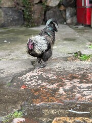 Gallo pequeño caminando