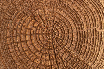 Carved pine panel with concentric annual ring relief