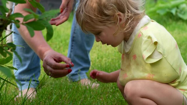 Mom and daughter in a bandage due to a broken collarbone eat honeysuckle berries. Garden Discovery: Mother and Child Exploring Plant Life