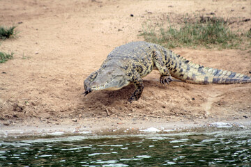 Nile Crocodile, Crocodylus niloticus, at the Kazinga Channel