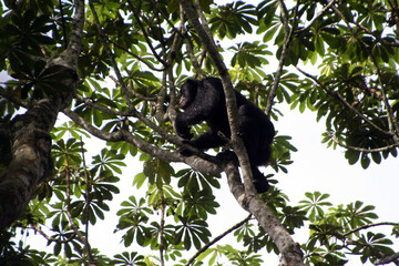Fototapeta premium Chimpanzee, Pan troglodytes, on a tree in a forest in Uganda