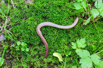 Useful Earthworm in the Nature 