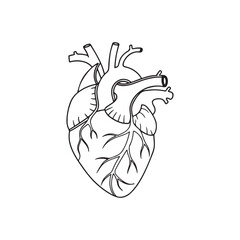 Minimalist Anatomical Heart Vector Simplified Organ icon 