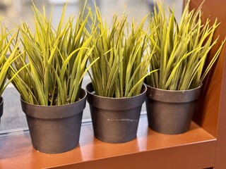 Beautifully Decorative Potted Grasses Perfect for Enhancing Modern Interior Spaces. Stylish green...