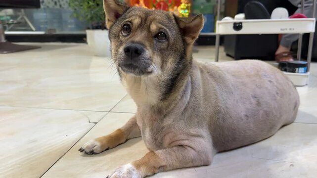 fat old dog Sad overweight dog on the ground