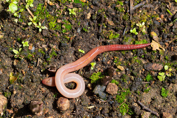 Useful Earthworm in the Nature 