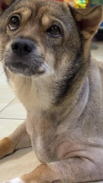 fat old dog Sad overweight dog on the ground