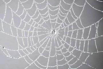 Fototapeta premium A spiderweb glistens with morning dew, each drop catching the light, creating a delicate, ethereal work of natural art.