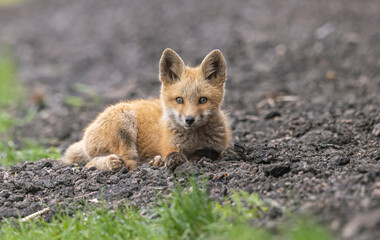 Red fox kit 