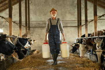 An elderly farmer skillfully transports milk containers in a rustic barn environment, emphasizing...