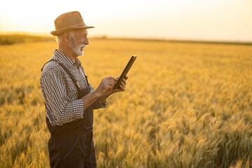 A senior farmer focuses on his tablet while surrounded by golden wheat under a sunset glow,...