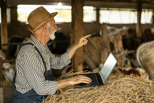 An elderly farmer utilizes technology as he works on his laptop in a barn, blending tradition and modernity in agriculture. - Powered by Adobe