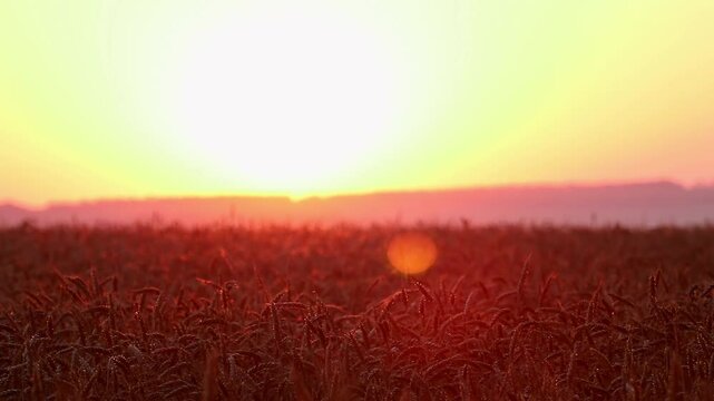 Golden morning sunlight shining on wheat ears in peaceful summer grain field at sunrise