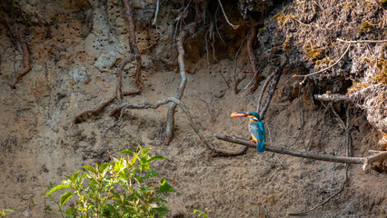 Eisvogel - Kingfisher