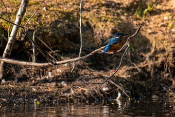 Eisvogel - Kingfisher