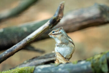 Streifenhörnchen
