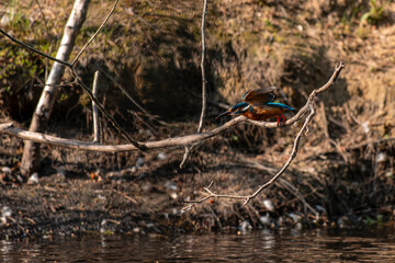 Eisvogel - Kingfisher