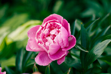 pink peony flower