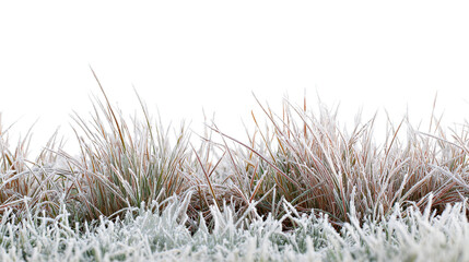 Close up view of frosted grass blades in a field with a dark solid color at the top edge of the image on transparent background