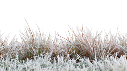 Close up view of frosted grass blades in a field with a dark solid color at the top edge of the image on transparent background