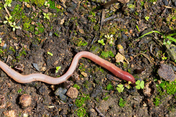 Useful Earthworm in the Nature 