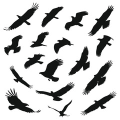 Obraz premium Collection of Eagle Silhouettes in Flight on White Background