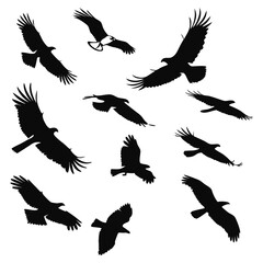 Obraz premium Collection of eagles soaring in the sky in silhouette style