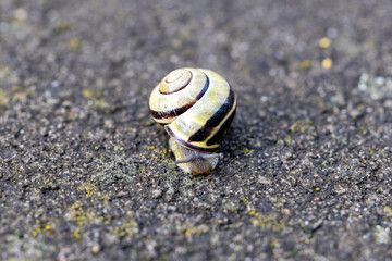 A snail from a home garden.