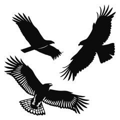 Obraz premium eagle vector illustration