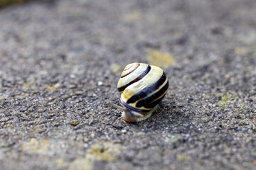 A snail from a home garden.