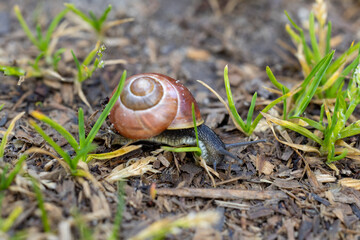 a snail from a home garden