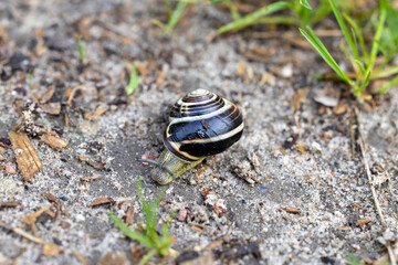 a snail from a home garden