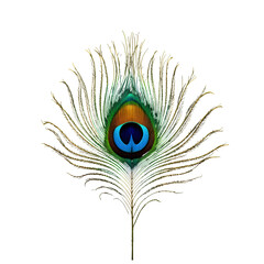 Obraz premium Elegant peacock feather with green and blue eye pattern isolated on transparent background